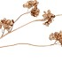 SILK CHERRY BLOSSOM GOLD 85CM NM