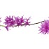 SILK WISTERIA PURPLE 93CM NM