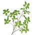 SILK LEAF ELDER GREEN 124CM NM