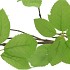 SILK LEAF ELDER GREEN 124CM NM