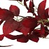 SILK LEAF ELDER DARK RED 124CM NM