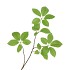 SILK LEAF ELDER GREEN 81CM NM