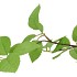SILK LEAF ELDER GREEN 81CM NM