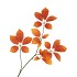 SILK LEAF ELDER ORANGE 81CM NM