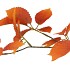 SILK LEAF ELDER ORANGE 81CM NM