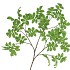 SILK LEAF ROWAN GREEN 125CM NM