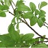 SILK LEAF ROWAN GREEN 125CM NM