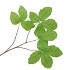 SILK LEAF CHESTNUT GREEN 79CM NM