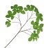 SILK LEAF CHESTNUT GREEN 135CM NM