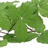 SILK LEAF CHESTNUT GREEN 135CM NM