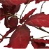 SILK LEAF CHESTNUT DARK RED 135CM NM
