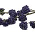 SILK BERRY CALLICARPA BLUE 130CM NM