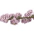 SILK BERRY CALLICARPA LIGHT PURPLE 130CM NM