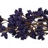 SILK BERRY SPICE BLUE 108CM NM