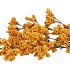 SILK BERRY SPICE YELLOW 108CM NM