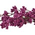SILK BERRY SPICE PURPLE 108CM NM