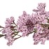 SILK BERRY SPICE LIGHT PURPLE 108CM NM