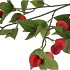SILK APPLE PLUM CLAUDE RED 135CM NM