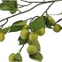 SILK APPLE PLUM CLAUDE GREEN 135CM NM