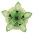 PINEAPPLE TROPICAL LIME VASE 23X23X33CM
