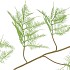 SILK FERN ASPARAGUS LIGHT GREEN 138CM