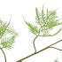 SILK FERN ASPARAGUS LIGHT GREEN 107CM