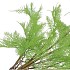 SILK FERN ASPARAGUS PLANT LIGHT GREEN 77CM