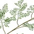 SILK FERN MAIDEN HAIR GREEN 138CM