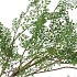 SILK FERN MAIDEN HAIR PLANT GREEN 77CM