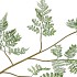 SILK FERN FOREST GREEN 107CM NM