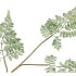 SILK FERN FOREST GREEN 87CM NM