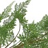 SILK FERN FOREST PLANT GREEN 77CM