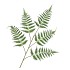 SILK FERN DAUALLIA GREEN 107CM