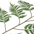 SILK FERN DAUALLIA GREEN 107CM