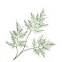 SILK FERN ASPARAGUS DARK GREEN 87CM