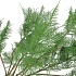 SILK FERN ASPARAGUS PLANT DARK GREEN 77CM
