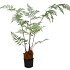 SILK FERN POLYSTICHUM BAKERIANUM IN POT GREEN 158CM