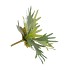 SILK FERN STAGHORN GREEN 36CM