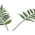 SILK FERN DAUALLIA GREEN 87CM