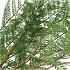SILK FERN CIBOTIUM GREEN 133CM