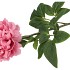 SILK PEONY DARK PINK 68CM