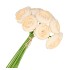 SILK RANUNCULUS BOUQUET 10X CHAMPAGNE 32CM