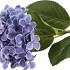 SILK HYDRANGEA PURPLE 23X64CM