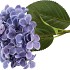 SILK HYDRANGEA PURPLE 14X45CM NM