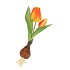 SILK TULIP BULB ORANGE 25CM NM