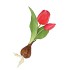 SILK TULIP BULB DARK PINK 25CM NM