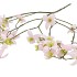 SILK BUTTERCUPS LIGHT PINK 100CM NM