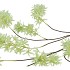 SILK WISTERIA GREEN 130CM NM