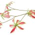 SILK GLORIOSA BEAUTY 105CM