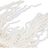 DRY BLEACHED AMARANTHUS CAUDATUS PREPARED 95X20CM